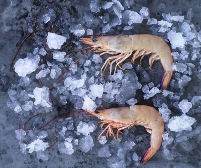 Two prawns on ice display